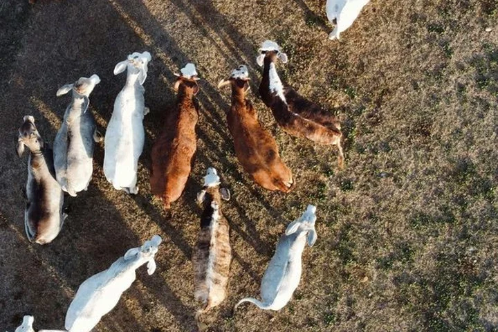 Overhead view of a cattle herd on pasture